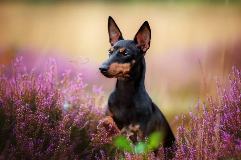 Power Puff Kids Spirit Toy Manchesters